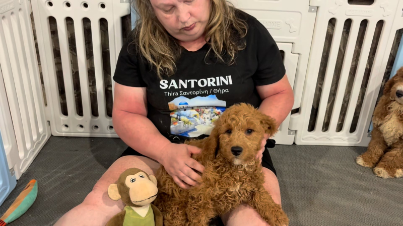 Mini Goldendoodle F1B Platinum Gold F 4908