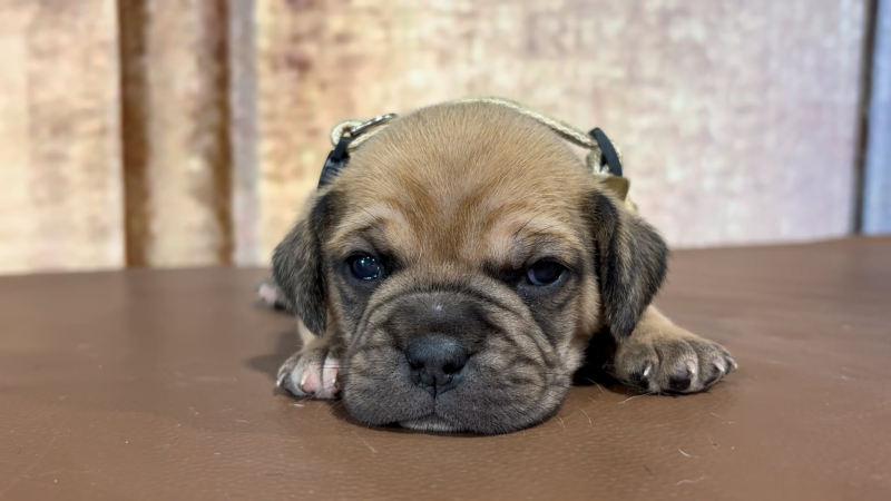 Frenchton M 5043