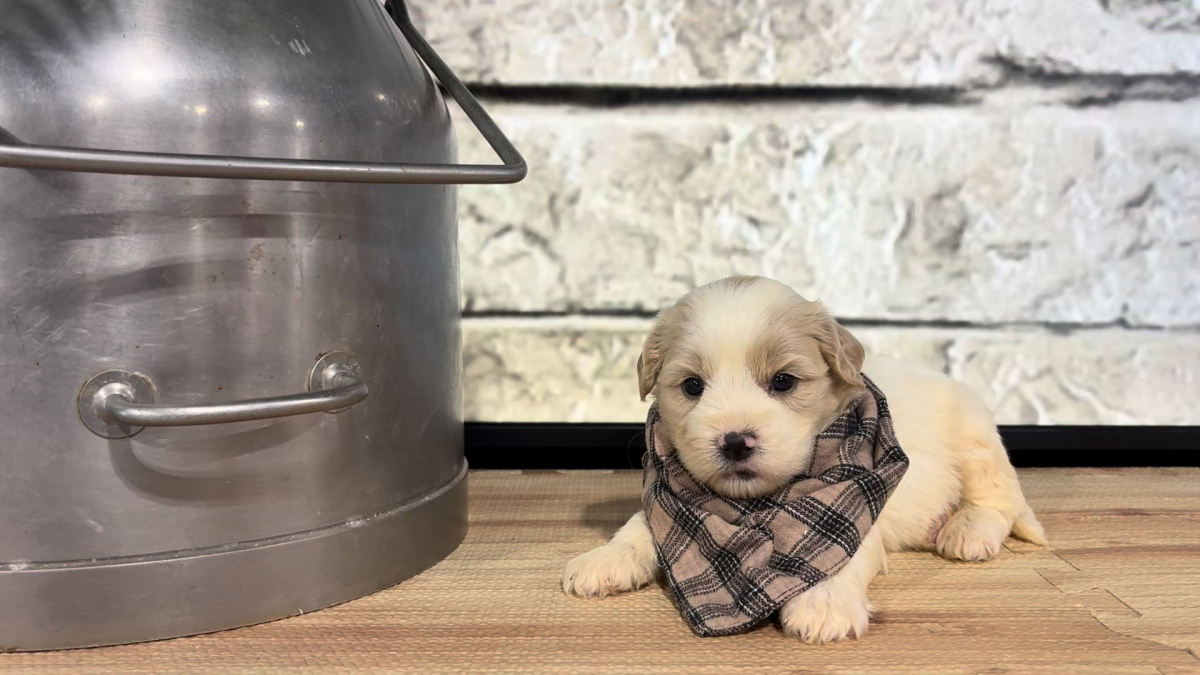 Cavapoo M 4879
