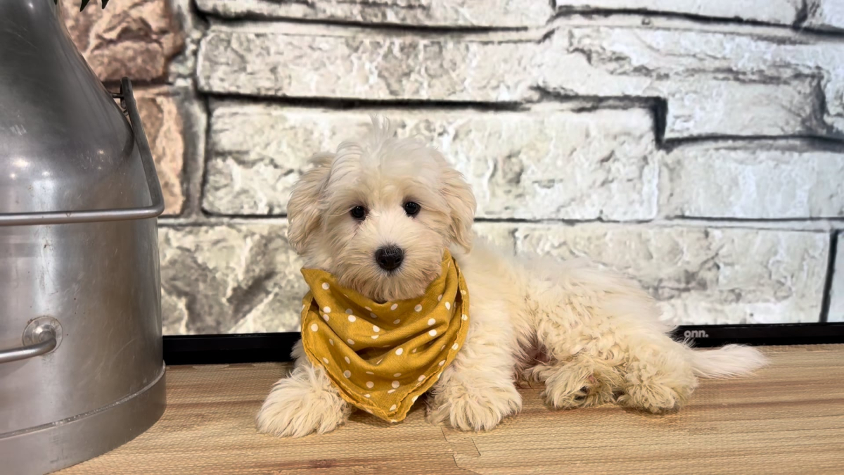 Teddypoo M 4973