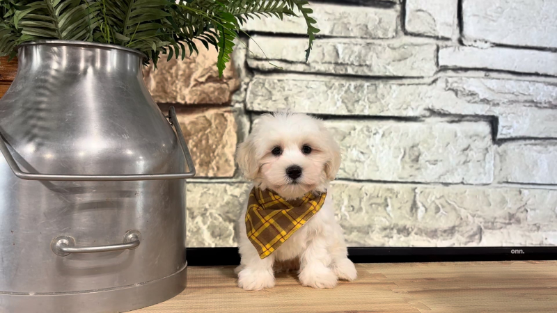 Teddypoo M 4973