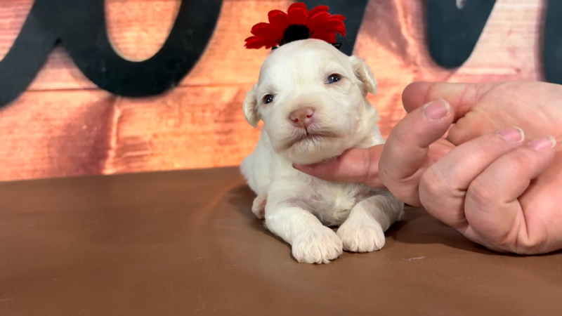 Maltipoo F 4704